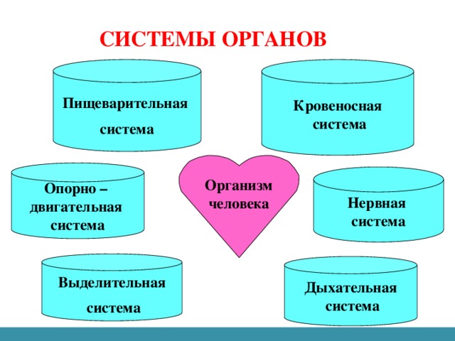 Системы органов   Кровеносная Пищеварительная  система система   Организм человека  Опорно – двигательная система  Нервная система  Выделительная  система   Дыхательная  система