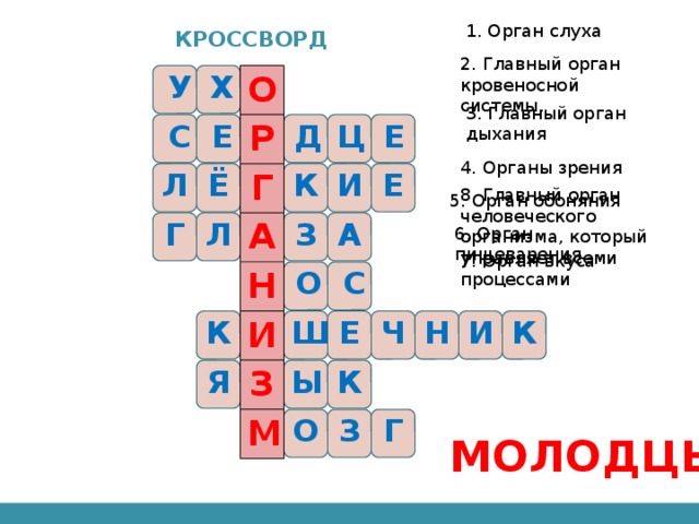 1. Орган слуха кроссворд 2. Главный орган кровеносной системы. О Р Г У Х А Н О И З М 3. Главный орган дыхания С Е Р Д Ц Е 4. Органы зрения Л Ё Г К И Е 8. Главный орган человеческого организма, который управляет всеми процессами 5. Орган обоняния Г Л А З А 6. Орган пищеварения 7. Орган вкуса Н О С К И Ш Е Ч Н И К Я З Ы К М О З Г МОЛОДЦЫ!