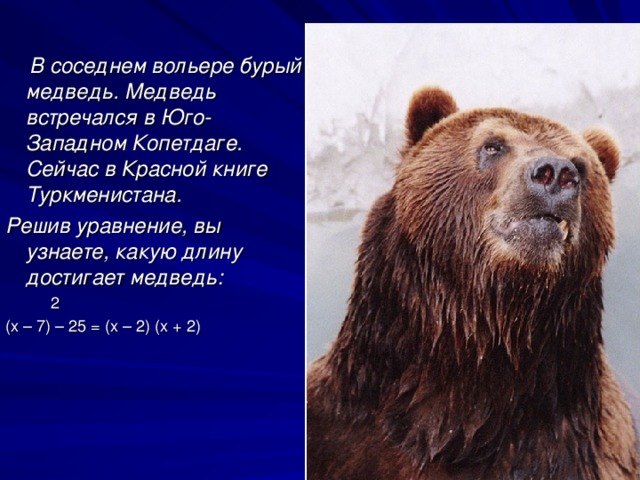 В соседнем вольере бурый медведь. Медведь встречался в Юго-Западном Копетдаге. Сейчас в Красной книге Туркменистана. Решив уравнение, вы узнаете, какую длину достигает медведь:  2 (х – 7) – 25 = (х – 2) (х + 2)