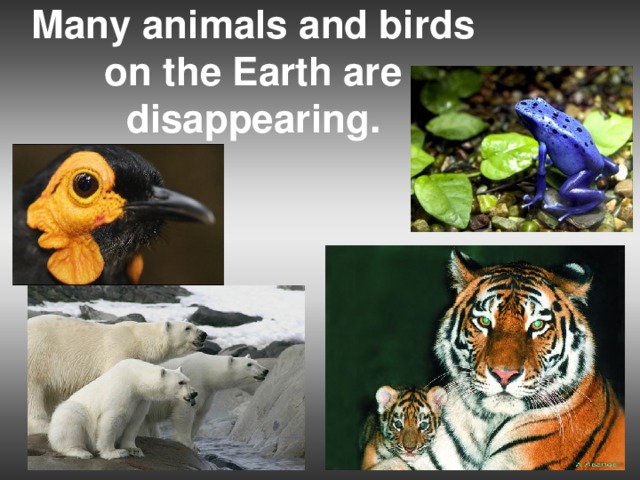 Many animals and birds on the Earth are disappearing.