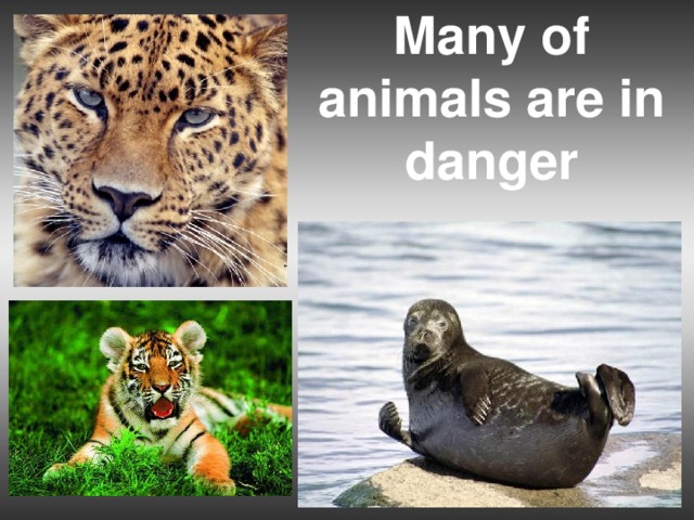 Many of animals are in danger