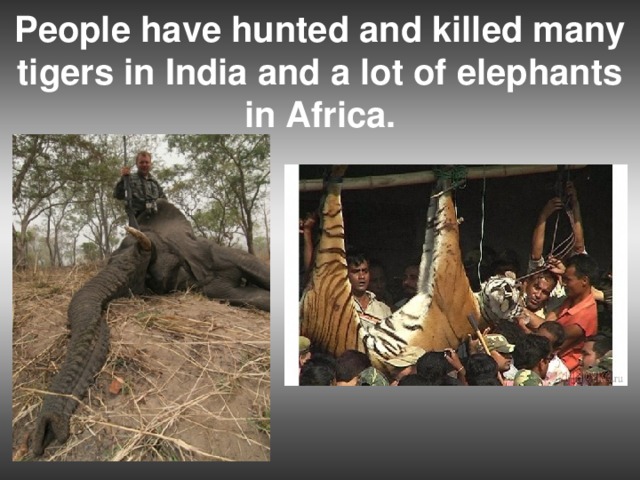 People have hunted and killed many tigers in India and a lot of elephants in Africa.