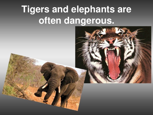 Tigers and elephants are often dangerous.