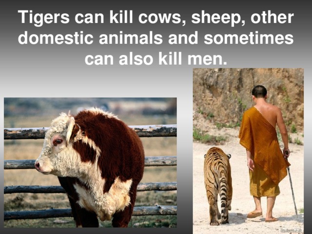 Tigers can kill cows, sheep, other domestic animals and sometimes can also kill men.