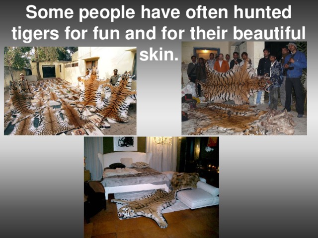 Some people have often hunted tigers for fun and for their beautiful skin.