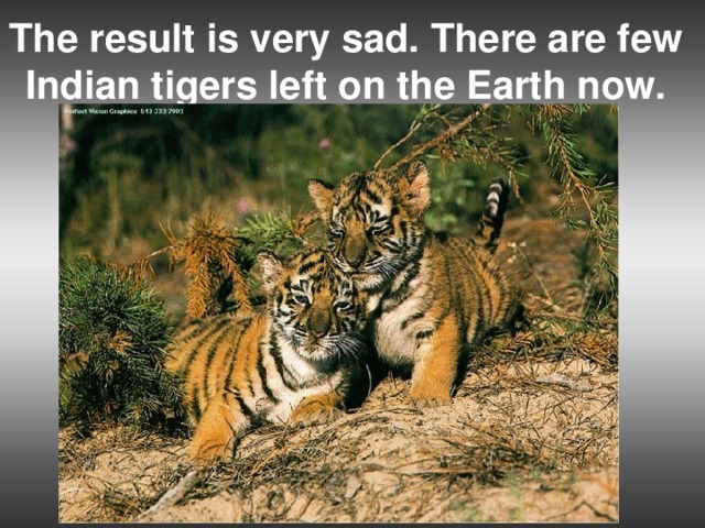 The result is very sad. There are few Indian tigers left on the Earth now.