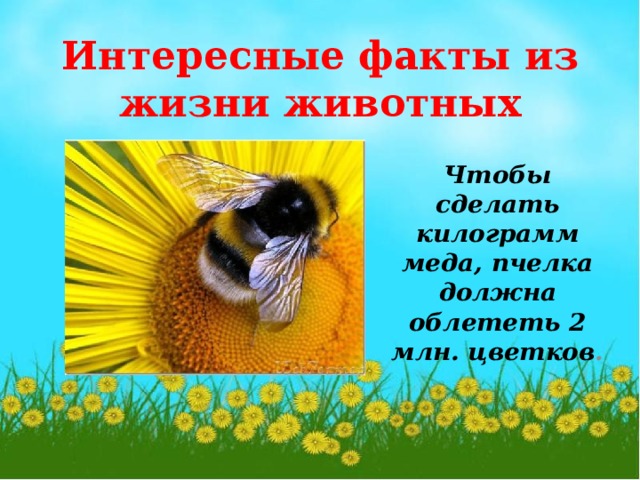 Интересные факты из жизни животных Чтобы сделать килограмм меда, пчелка должна облететь 2 млн. цветков .