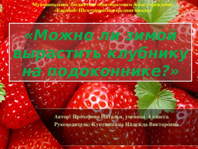 Муниципальное бюджетное общеобразовательное учреждение  «Карабай- Шемуршинская средняя школа» «Можно ли зимой вырастить клубнику на подоконнике?» Автор: Прохорова Наталья, ученица 4 класса Руководитель: Купташкина Надежда Викторовна