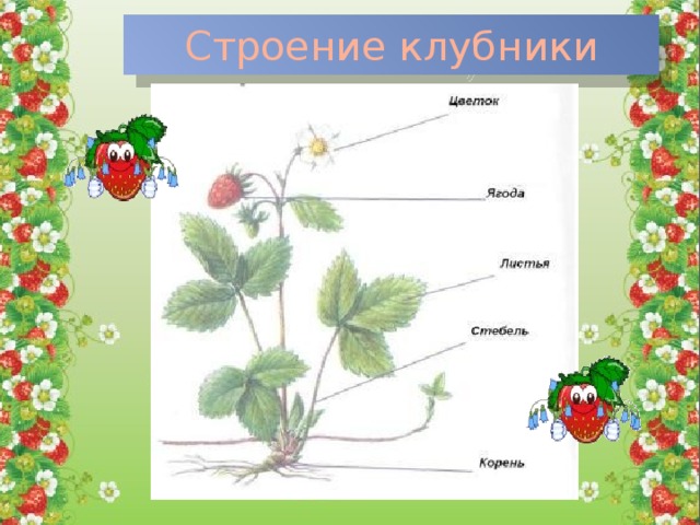 Строение клубники