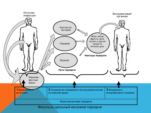 Источник инфекции Восприимчивый организм Контактно- бытовой  Вода, овощи, фрукты, мухи, молоко и другие продукты питания, руки  Пищевой Факторы передачи Водный,  Пути передачи Фекалии, рвотные массы 1 .Выделение от источника 2 .Сохранение (созревание, иногда размножение) во внешней среде 3 .Внедрение в восприимчивого человека Фазы механизма передачи  Фекально-оральный механизм передачи