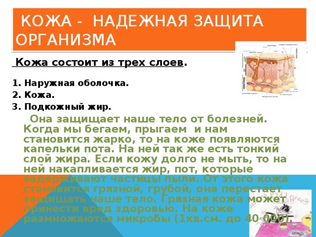 КОЖА - НАДЕЖНАЯ ЗАЩИТА ОРГАНИЗМА  Кожа состоит из трех слоев .  1. Наружная оболочка. 2. Кожа. 3. Подкожный жир.  Она защищает наше тело от болезней. Когда мы бегаем, прыгаем и нам становится жарко, то на коже появляются капельки пота. На ней так же есть тонкий слой жира. Если кожу долго не мыть, то на ней накапливается жир, пот, которые задерживают частицы пыли. От этого кожа становится грязной, грубой, она перестает защищать наше тело. Грязная кожа может принести вред здоровью. На коже размножаются микробы (1кв.см. до 40 000).