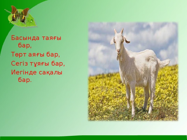 Басында таяғы бар, Төрт аяғы бар, Сегіз тұяғы бар, Иегінде сақалы бар.
