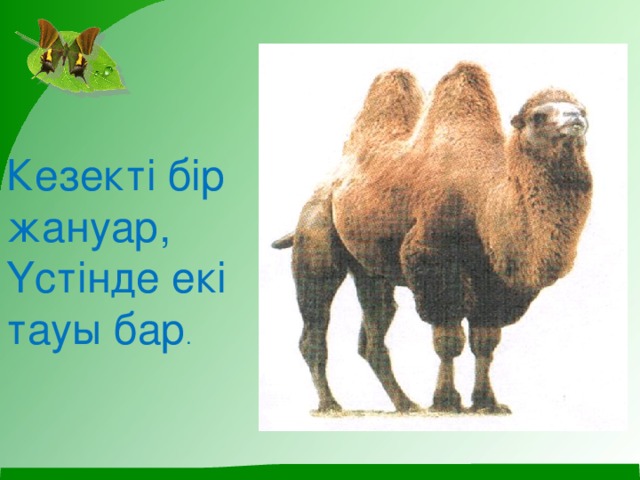 Кезекті бір жануар,  Үстінде екі тауы бар .