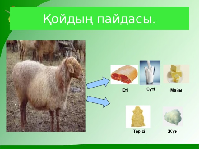 Қойдың пайдасы. Сүті Майы Еті Жүні Терісі Домашние животные