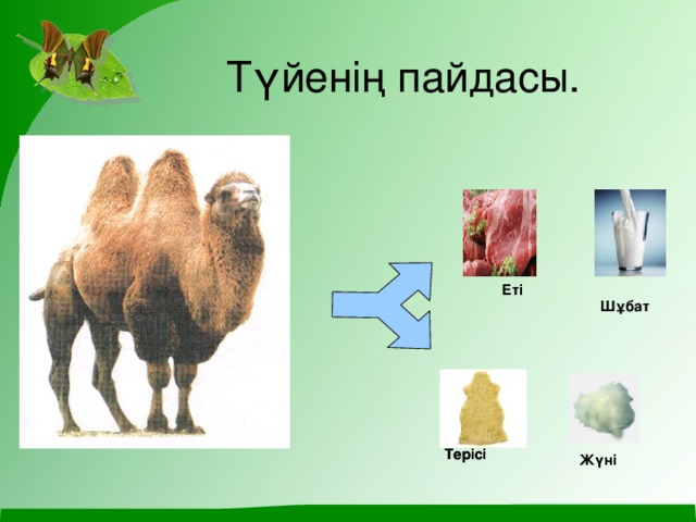 Түйенің пайдасы. Еті Шұбат Терісі Терісі Жүні Домашние животные