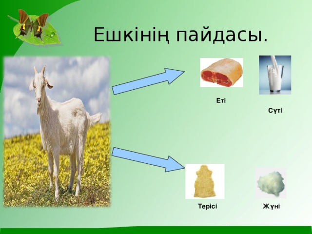 Ешкінің пайдасы. Еті Сүті Терісі Жүні Домашние животные