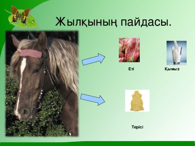 Жылқының пайдасы. Еті Қымыз Терісі