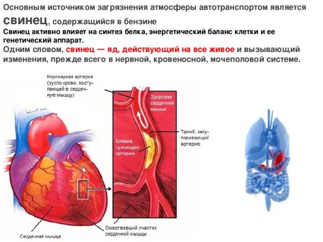 Основным источником загрязнения атмосферы автотранспортом является свинец , содержащийся в бензине Свинец активно влияет на синтез белка, энергетический баланс клетки и ее генетический аппарат. Одним словом, свинец — яд, действующий на все живое и вызывающий изменения, прежде всего в нервной, кровеносной, мочеполовой системе.