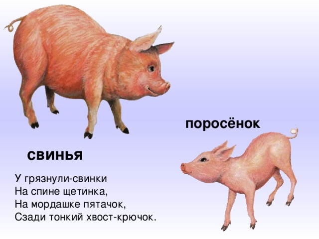 поросёнок свинья У грязнули-свинки  На спине щетинка,  На мордашке пятачок,  Сзади тонкий хвост-крючок.