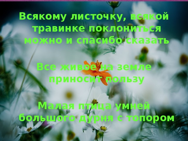 Всякому листочку, всякой травинке поклониться можно и спасибо сказать  Все живое на земле приносит пользу  Малая птица умней большого дурня с топором