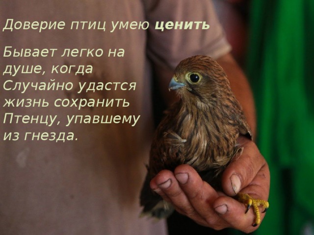 Доверие птиц умею ценить Бывает легко на душе, когда  Случайно удастся жизнь сохранить  Птенцу, упавшему из гнезда.