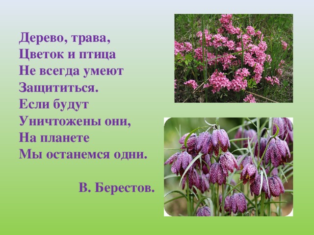 Дерево, трава,  Цветок и птица  Не всегда умеют  Защититься.  Если будут  Уничтожены они,  На планете  Мы останемся одни.   В. Берестов.