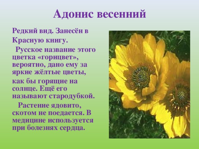 Адонис весенний Редкий вид. Занесён в Красную книгу.  Русское название этого цветка «горицвет», вероятно, дано ему за яркие жёлтые цветы, как бы горящие на солнце. Ещё его называют стародубкой.  Растение ядовито, скотом не поедается. В медицине используется при болезнях сердца.