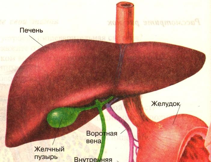 Как выглядит желчь человека "Пищеварение и усвояемость пищи" иллюстрированная лекция - прочее, прочее