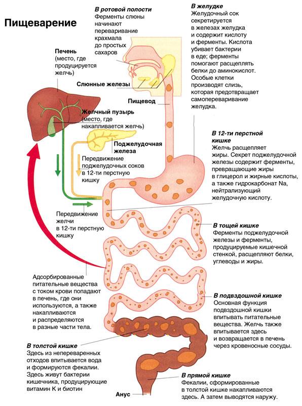 Органы пищеварения человека в картинках