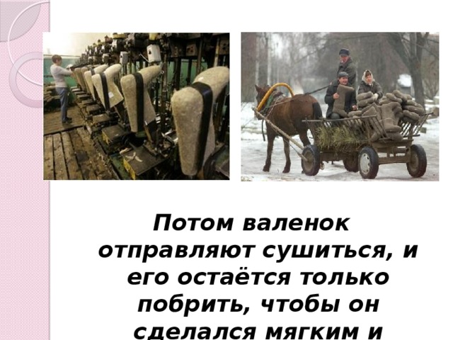 Потом валенок отправляют сушиться, и его остаётся только побрить, чтобы он сделался мягким и блестящим.