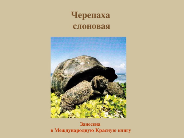 Черепаха слоновая Занесена в Международную Красную книгу