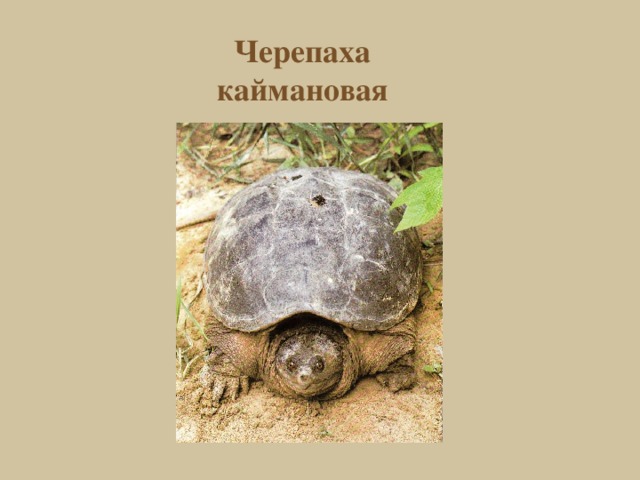 Черепаха каймановая