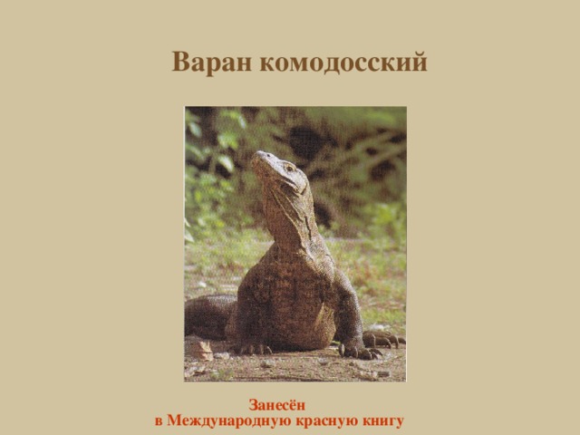 Варан комодосский Занесён в Международную красную книгу