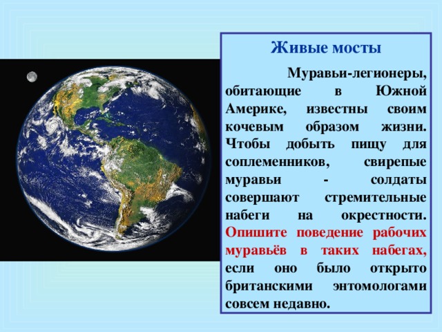 Живые мосты   Муравьи-легионеры, обитающие в Южной Америке, известны своим кочевым образом жизни. Чтобы добыть пищу для соплеменников, свирепые муравьи - солдаты совершают стремительные набеги на окрестности. Опишите поведение рабочих муравьёв в таких набегах, если оно было открыто британскими энтомологами совсем недавно.