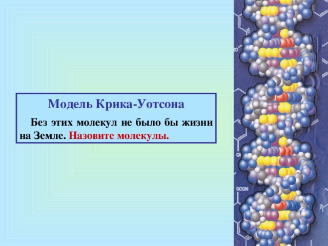 Модель Крика-Уотсона   Без этих молекул не было бы жизни на Земле. Назовите молекулы.