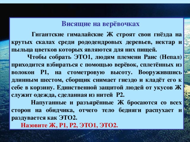 Висящие на верёвочках   Гигантские гималайские Ж строят свои гнёзда на крутых скалах среди рододендровых деревьев, нектар и пыльца цветков которых являются для них пищей.  Чтобы собрать ЭТО1, людям племени Раис (Непал) приходится взбираться с помощью верёвок, сплетённых из волокон Р1, на стометровую высоту. Вооружившись длинным шестом, сборщик снимает гнездо и кладёт его к себе в корзину. Единственной защитой людей от укусов Ж служит одежда, сделанная из нитей Р2.  Напуганные и разъярённые Ж бросаются со всех сторон на обидчика, отчего тело бедняги распухает и раздувается как ЭТО2.   Назовите Ж, Р1, Р2, ЭТО1, ЭТО2.