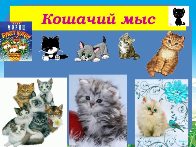 Кошачий мыс