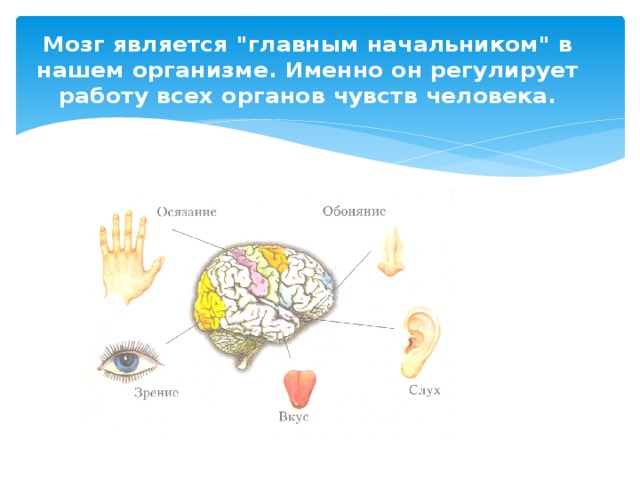 Мозг является 