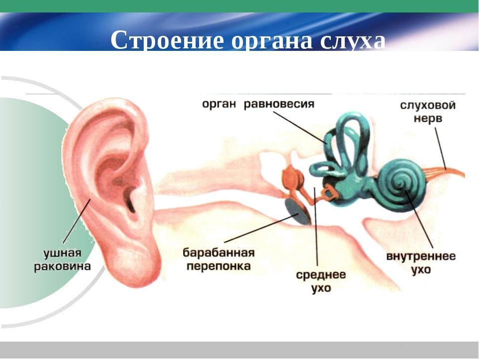 Анатомия презентация орган слуха