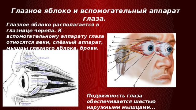 Глазное яблоко и вспомогательный аппарат глаза. Глазное яблоко располагается в глазнице черепа. К вспомогательному аппарату глаза относятся веки, слёзный аппарат, мышцы глазного яблока, брови. Подвижность глаза обеспечивается шестью наружными мышцами...