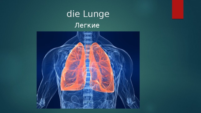 die Lunge Легкие