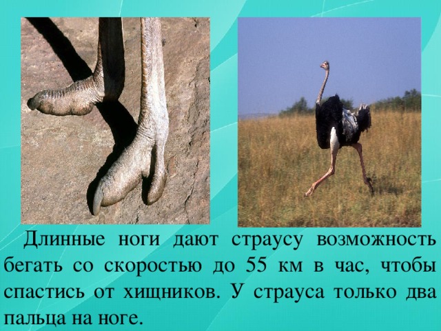 Длинные ноги дают страусу возможность бегать со скоростью до 55 км в час, чтобы спастись от хищников. У страуса только два пальца на ноге.