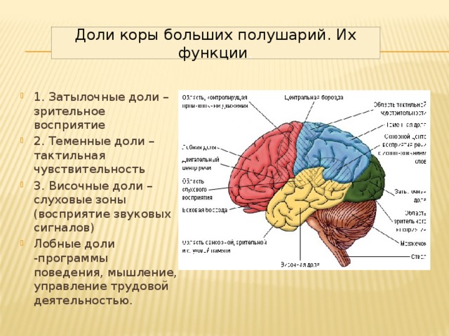 Доли коры больших полушарий. Их функции .