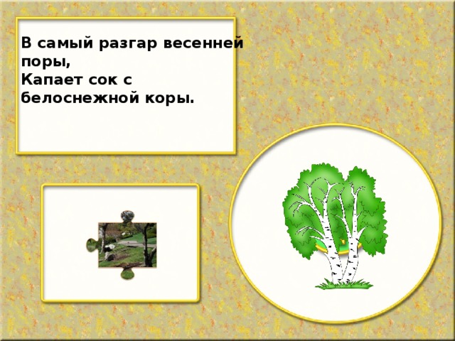 В самый разгар весенней поры, Капает сок с белоснежной коры.