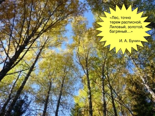 «Лес, точно терем расписной, Лиловый, золотой,  багряный…»  И. А. Бунин