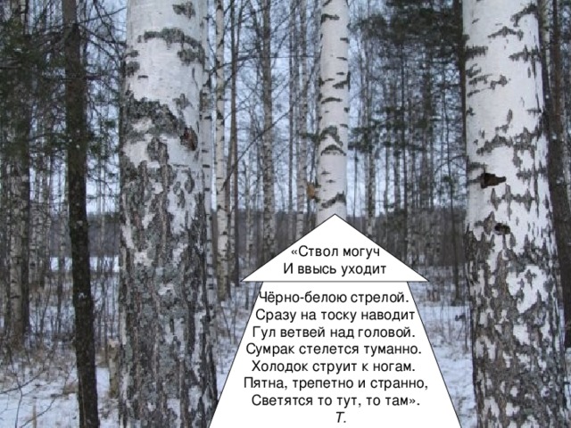 «Ствол могуч И ввысь уходит Чёрно-белою стрелой. Сразу на тоску наводит Гул ветвей над головой. Сумрак стелется туманно. Холодок струит к ногам. Пятна, трепетно и странно, Светятся то тут, то там».  Т. Герасимова