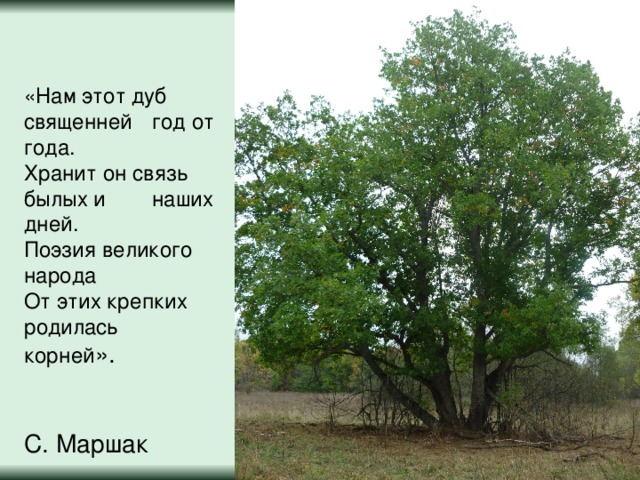 «Нам этот дуб  священней  год от года. Хранит он связь  былых и  наших дней. Поэзия великого  народа От этих крепких  родилась  корней ».   С. Маршак