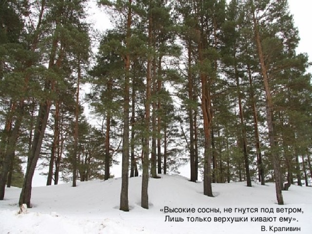 «Высокие сосны, не гнутся под ветром, Лишь только верхушки кивают ему».  В. Крапивин