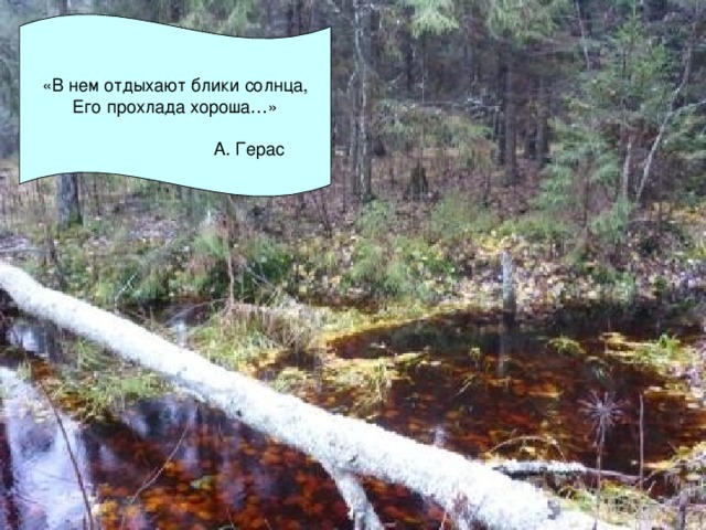 «В нем отдыхают блики солнца, Его прохлада хороша…»  А. Герас