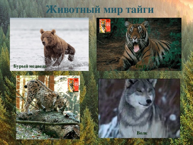 Животный мир тайги  Бурый медведь Тигр Рысь Волк